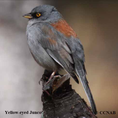 Birds of North America