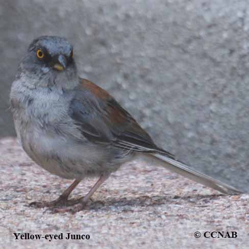 Birds of North America