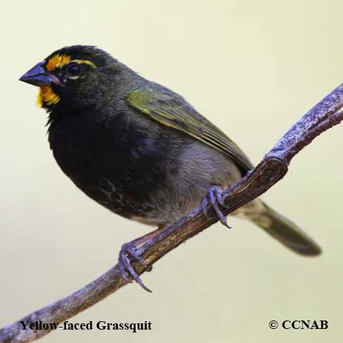 Yellow-faced Grassquit