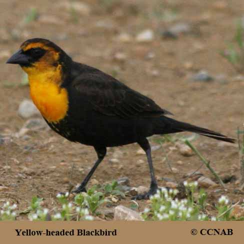 Birds of North America