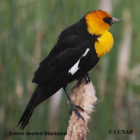 Birds of North America