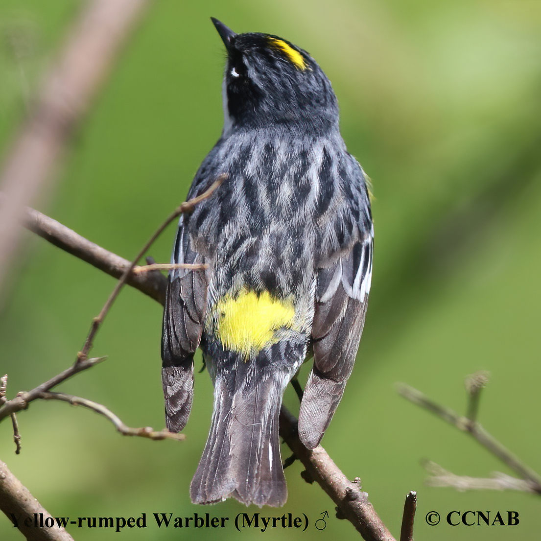 Birds of North America