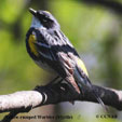 Yellow-rumped Warbler (Myrtle) songs and calls