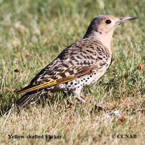 Birds of North America