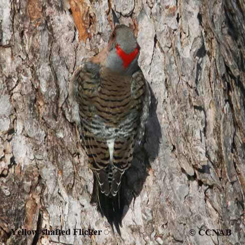 Birds of North America