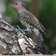 Yellow-shafted Flicker songs and calls