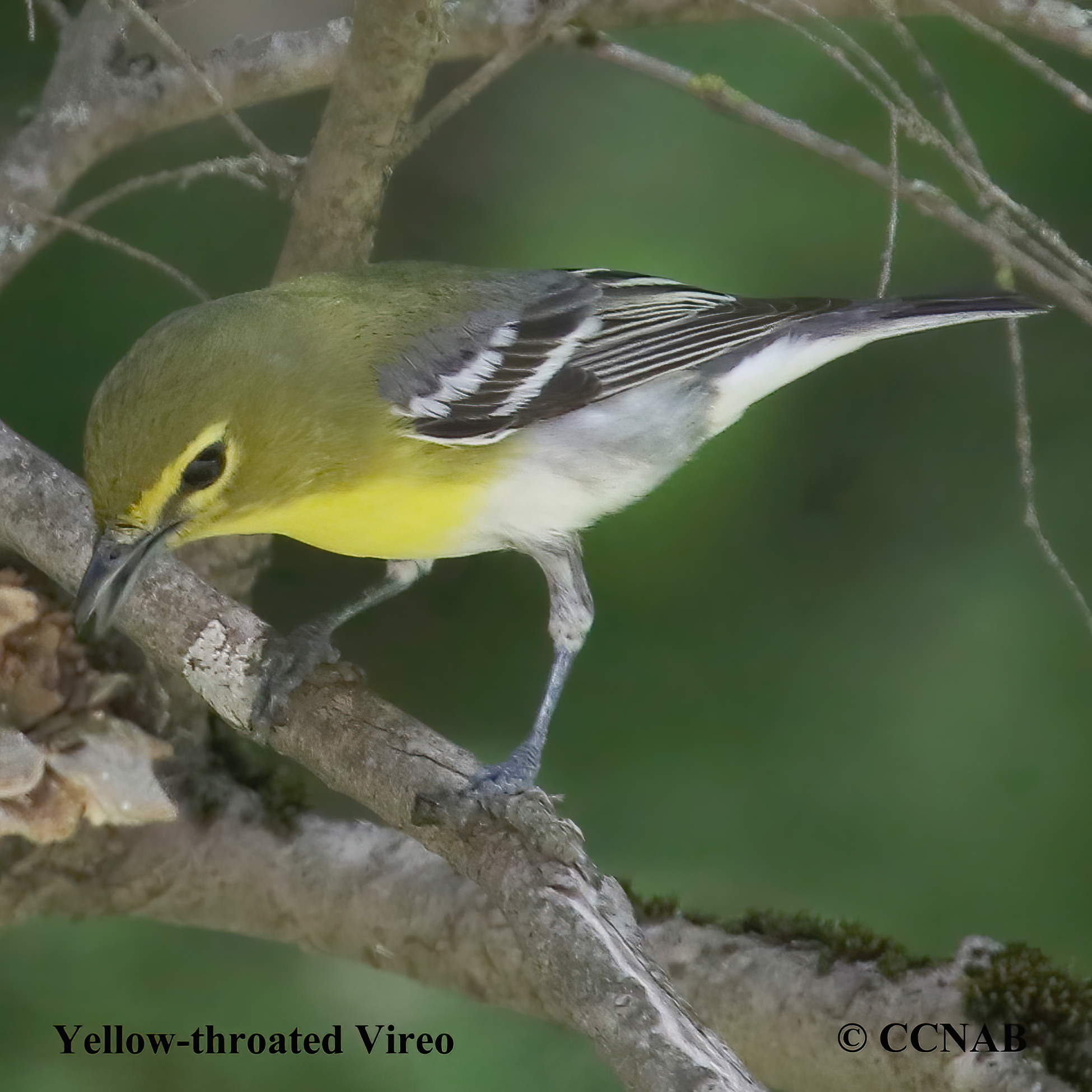 Birds of North America