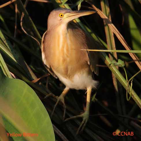 Birds of North America from  17 Wh to Ye