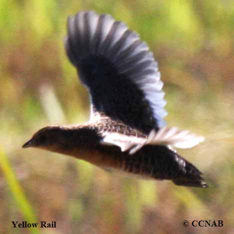 Wilson-s_Snipe