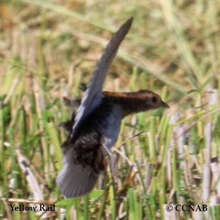 Wilson-s_Snipe