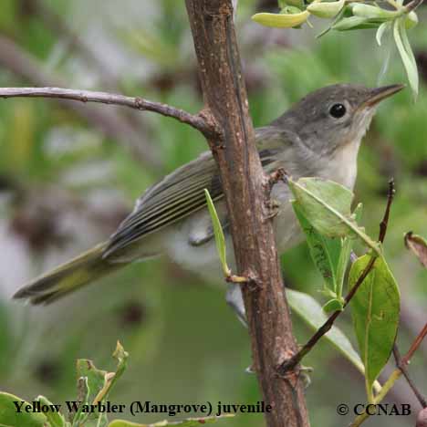 Birds of North America