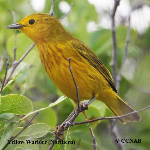 North American Warblers