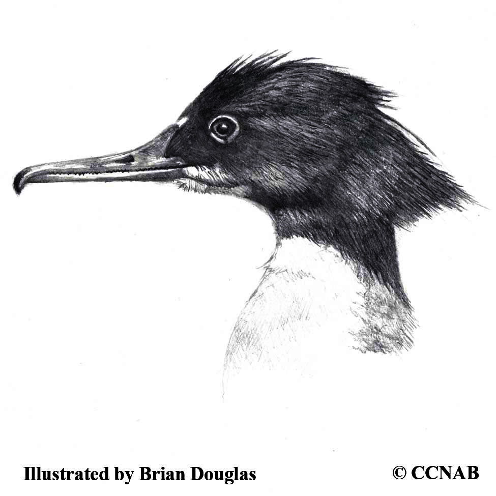 mergansers