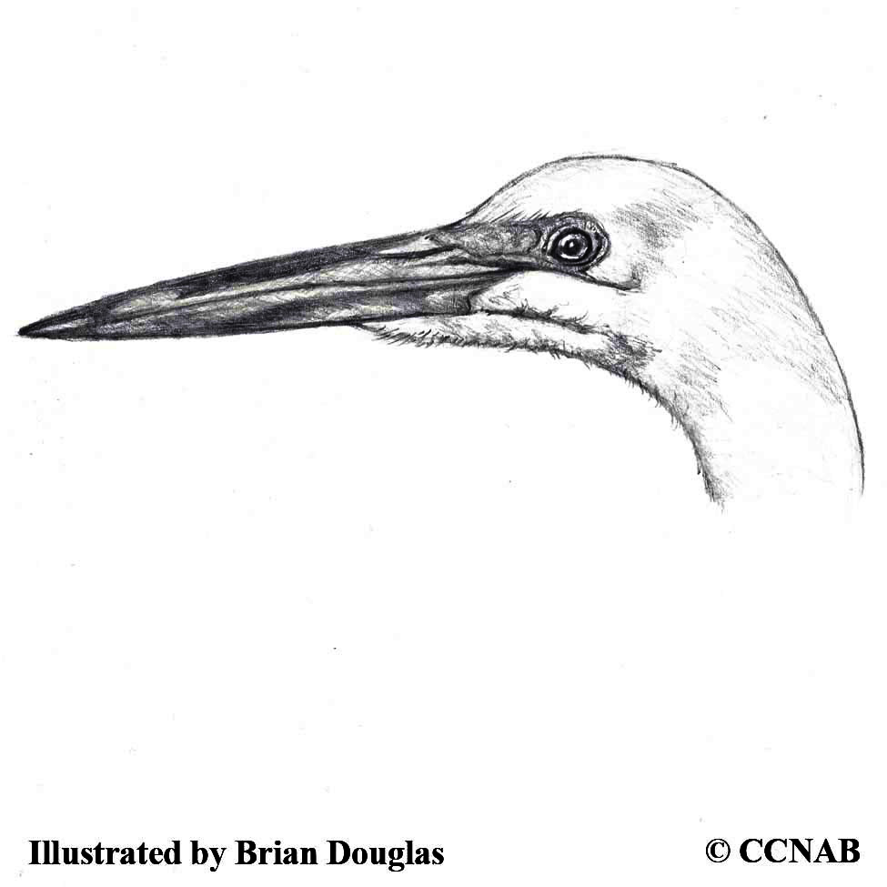 egrets