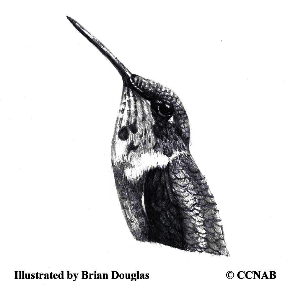 hummingbirds