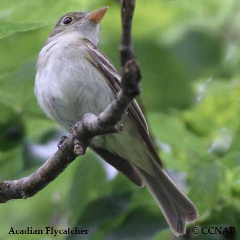 Birds of North America