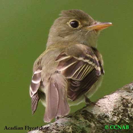 Birds of North America