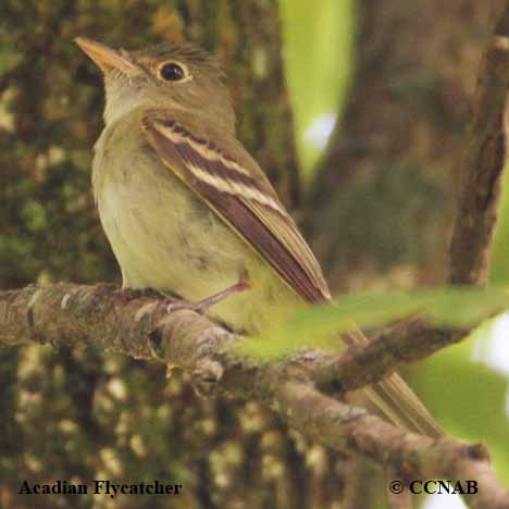 Birds of North America