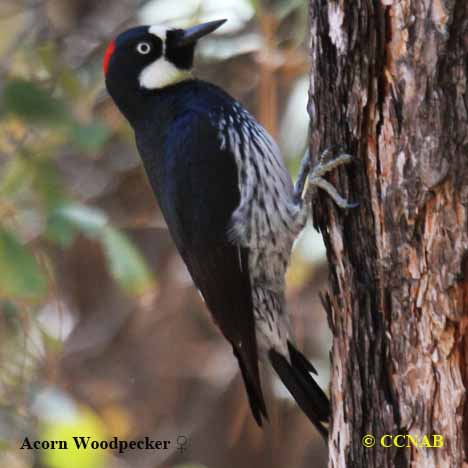 Birds of North America