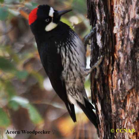 Birds of North America