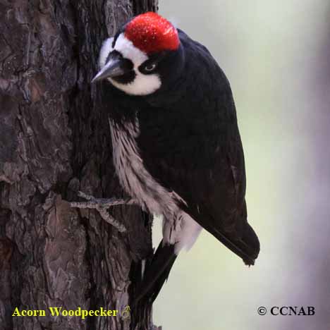 Birds of North America
