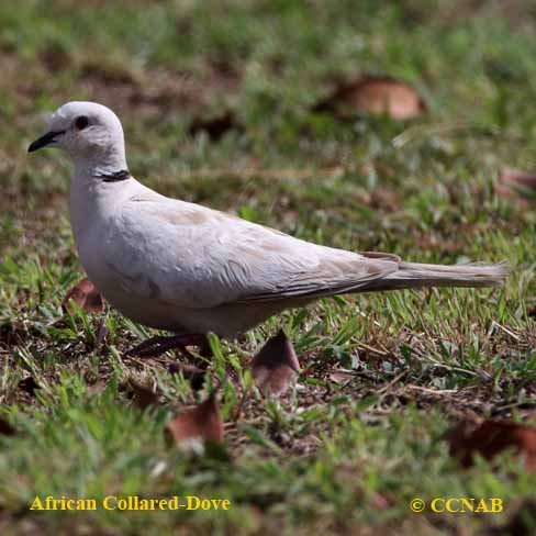 African Collared-Dove