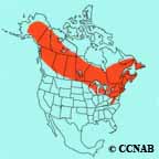 Alder Flycatcher range map