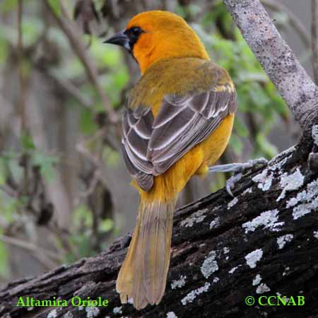 Birds of North America