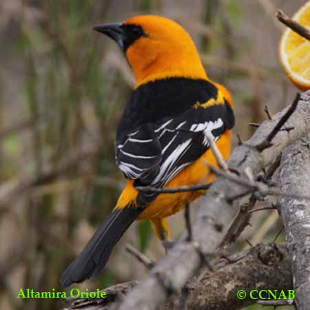 Birds of North America