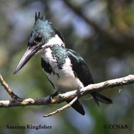 Birds of North America
