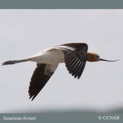 Birds of North America