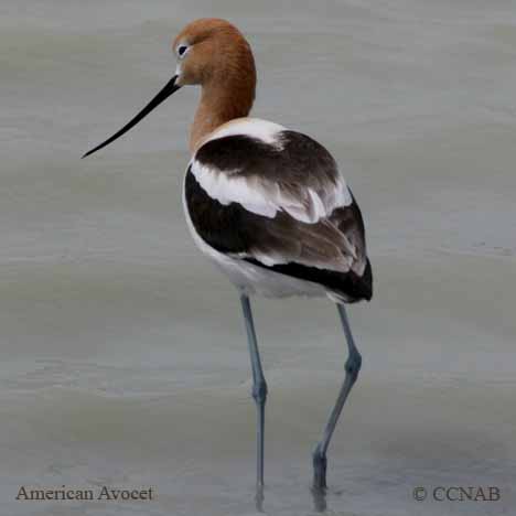 North American Birds songs and calls