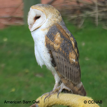 American Barn Owl range map