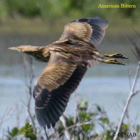 North American Birds