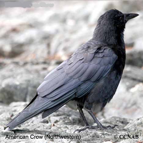 Birds of North America