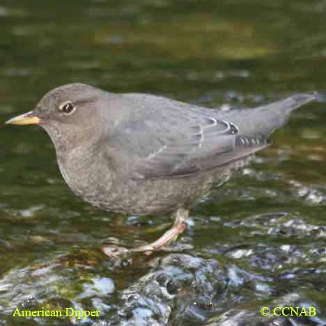 Birds of North America