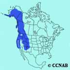 American Dipper range map