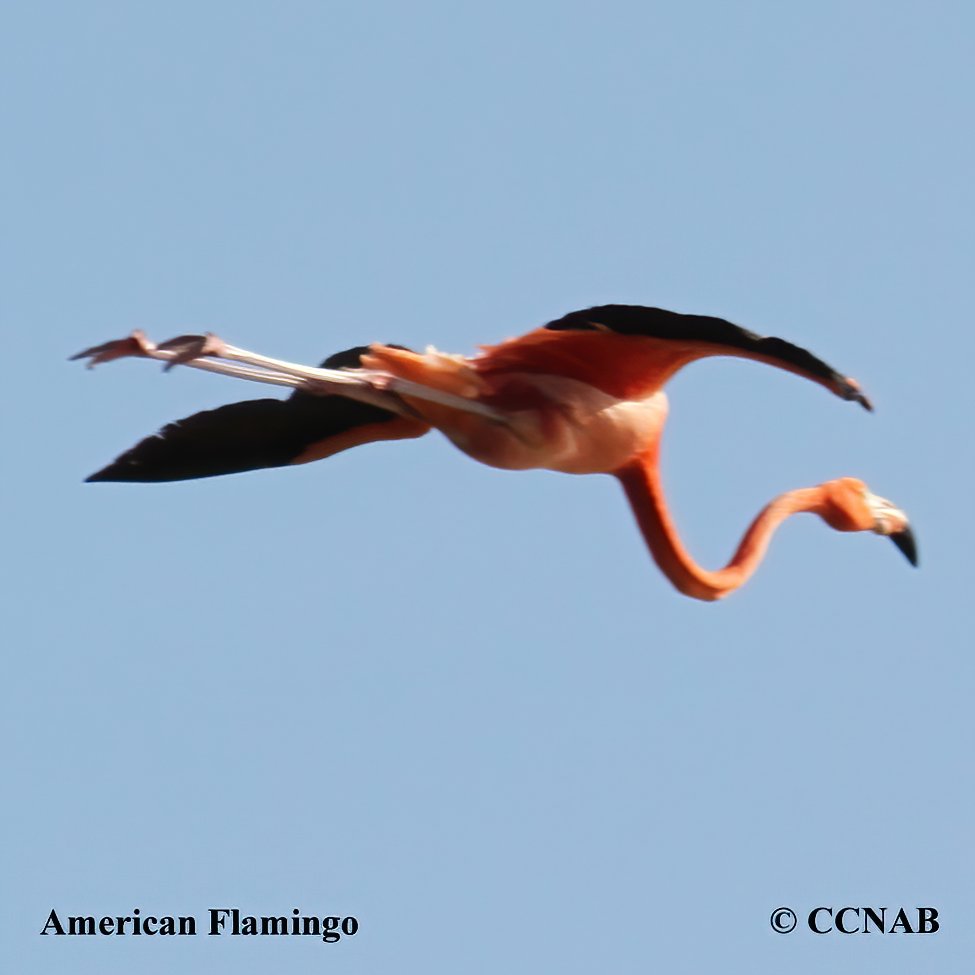 Birds of North America
