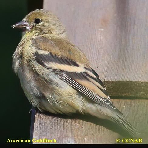 Birds of North America