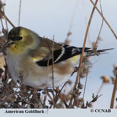 goldfinches