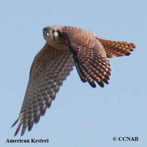 Birds of North America