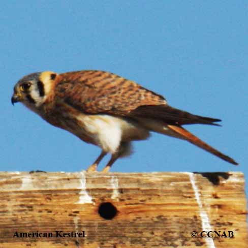Birds of North America