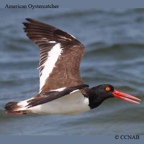 Birds of North America