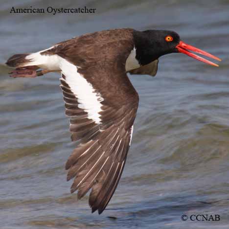 Birds of North America