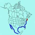American Oystercatcher range map