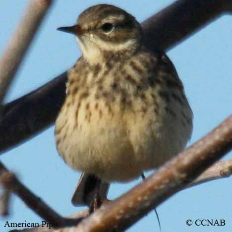 Birds of North America