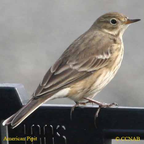 Birds of North America