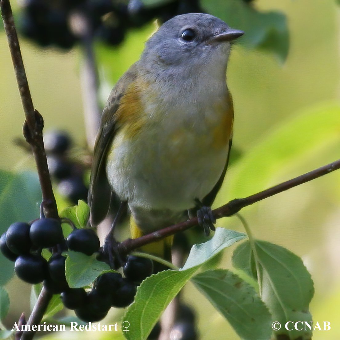 Birds of North America