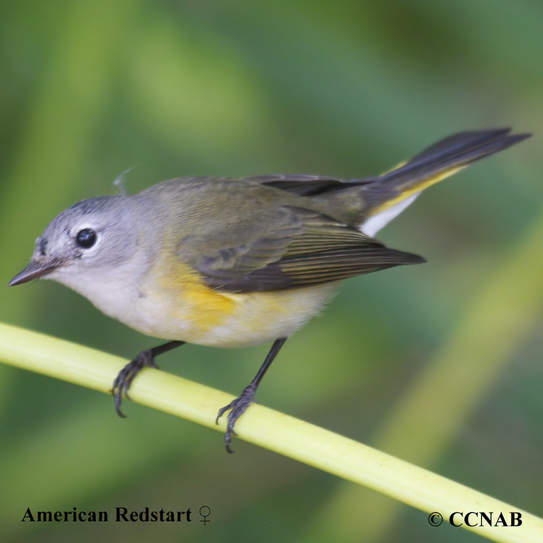 Birds of North America