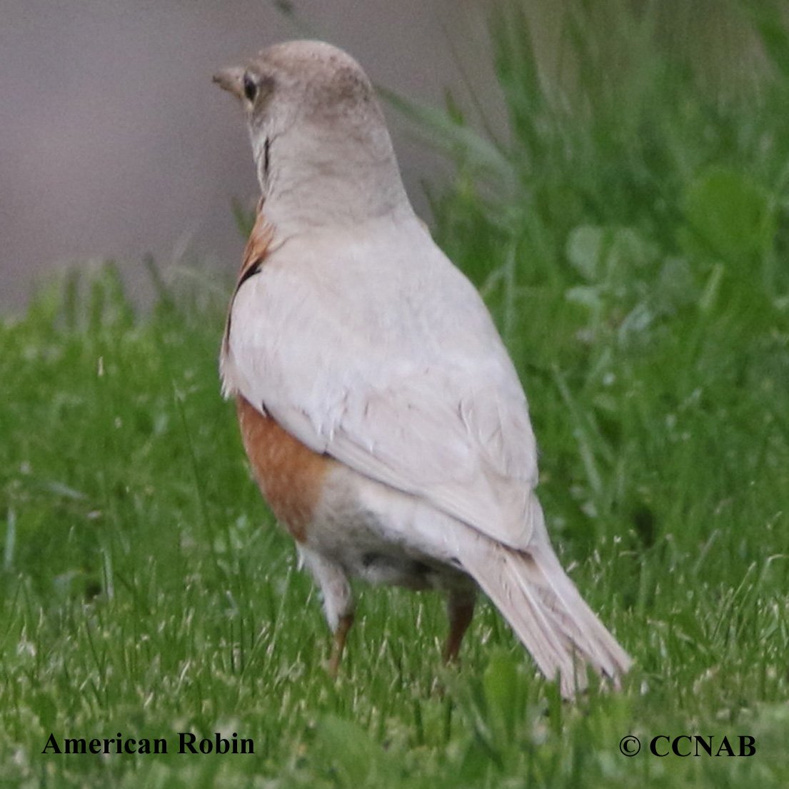 Birds of North America